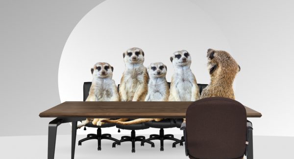 Meerkat having a job interview with four meerkats sitting behind a table