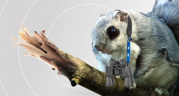 Flying squirrel sits on branch with Qulix binoculars in its hands.