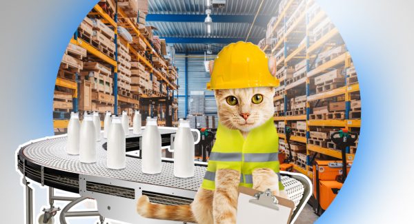 cat in warehouse in front of conveyor belt full of milk bottles representing you should hire a dedicated qa team