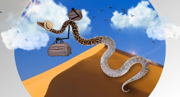 python in desert wear hat hold suitcases shed skin and conduct legacy migration to cloud